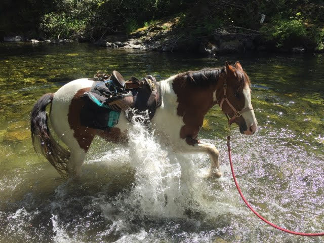 Elsie in Sooke River