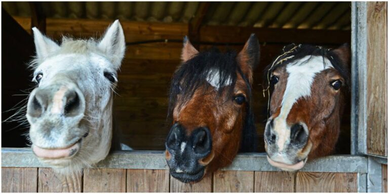 Haney Horsemen