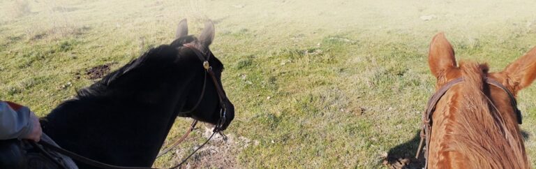 Prince George – Omineca