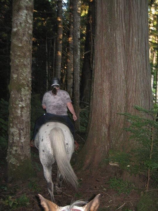 Skeena Stikine