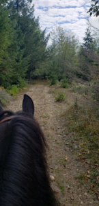 Spruce Loop Trail