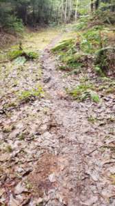 Spruce Loop Trail