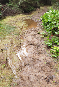 Spruce Loop Trail