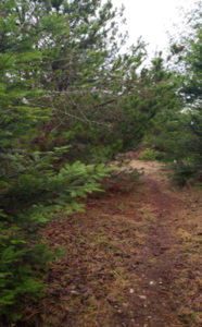 Spruce Loop Trail