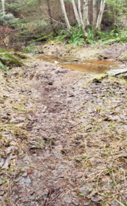 Spruce Loop Trail
