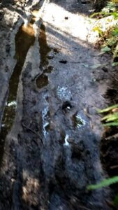 Pickle Road Trail Rehabilitation