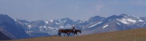 Belle Mountain Equine Campground and Trail Network