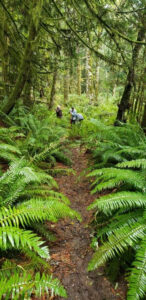 Pickle Road Trail Rehabilitation