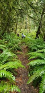Pickle Road Trail Rehabilitation