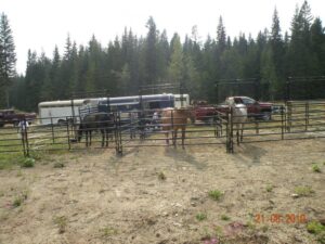 Larch Hills Equestrian Camp